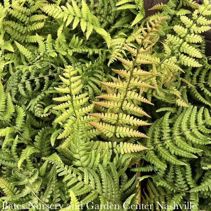  #2 Dryopteris Wallichiana Jurassic Gold/ Wood Fern