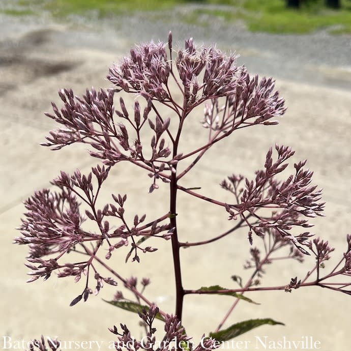  #2 Eupatorium Mac Gateway/ Joe Pye Weed Native (TN)