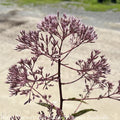  #2 Eupatorium Mac Gateway/ Joe Pye Weed Native (TN)