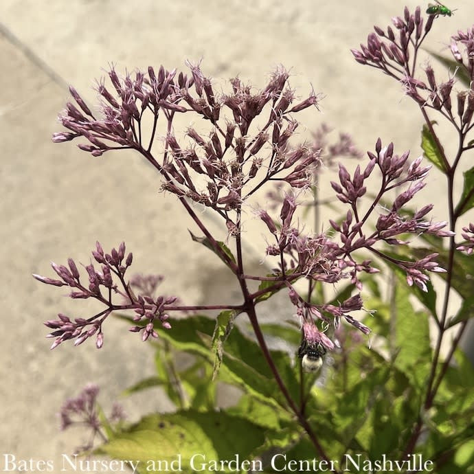  #2 Eupatorium Mac Gateway/ Joe Pye Weed Native (TN)