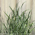  #2 Grass Panicum Virg Heavy Metal/ Switch Native (TN)