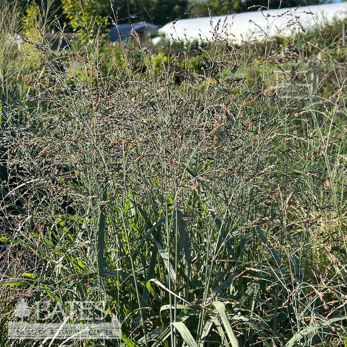 #2 Grass Panicum Virg Prairie Dog/ Switch Native (TN)
