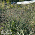  #2 Grass Panicum Virg Prairie Dog/ Switch Native (TN)