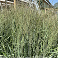  #2 Grass Panicum Virg Prairie Winds Apache Rose/ Switch Native (TN)