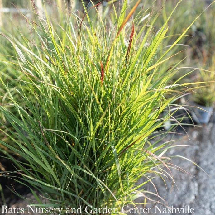  #2 Grass Panicum Virg Shenandoah/ Switch Native (TN)
