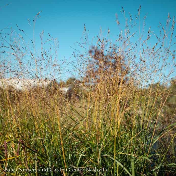  #2 Grass Panicum Virg Shenandoah/ Switch Native (TN)