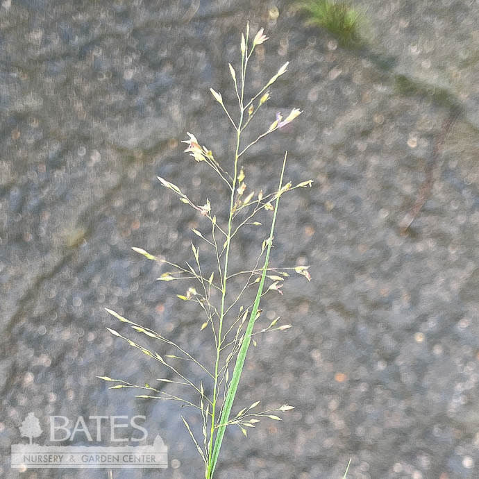  #2 Grass Sporobolus Heterolepis/ Prairie Dropseed Native (TN)