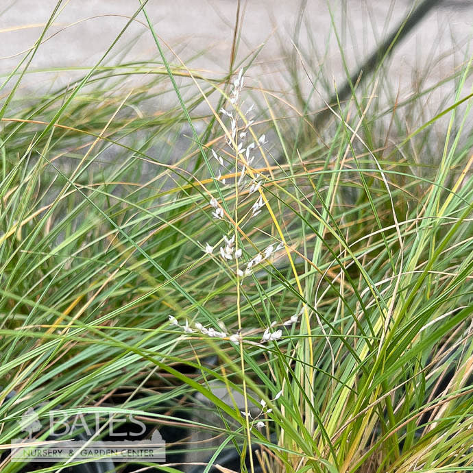  #2 Grass Sporobolus Heterolepis/ Prairie Dropseed Native (TN)
