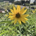  #2 Helianthus Maximiliani/ Maximilian Sunflower Native (TN)