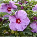  #2 Hibiscus X PW Summerific 'Lilac Crush'/ Hardy