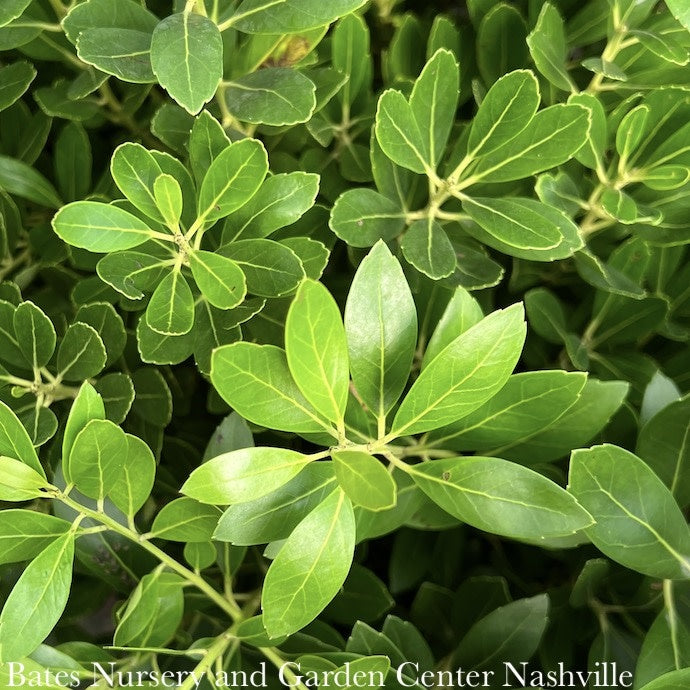  #2 Ilex Glabra Compacta/ Inkberry Holly (female) Native (TN)