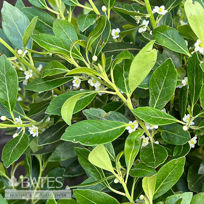  #2 Ilex Glabra Compacta/ Inkberry Holly (female) Native (TN)