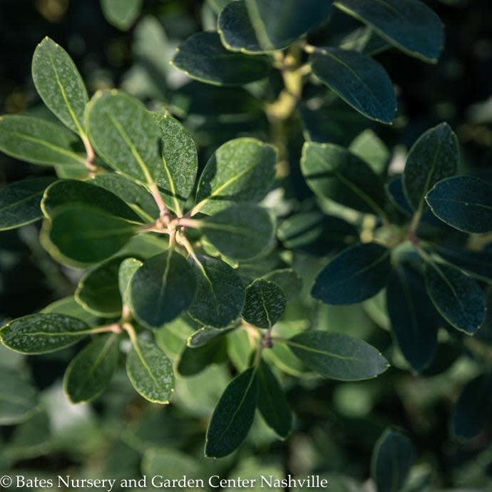  #2 Ilex Glabra Nordic/ Inkberry Holly (female) Native (TN)
