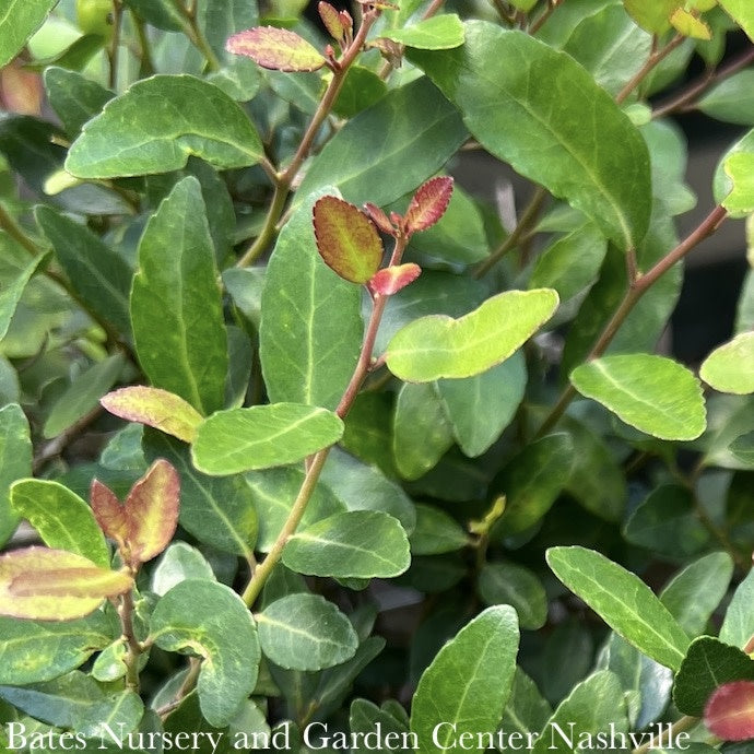  #2 Ilex Vom Stoke's Dwarf/ Yaupon Holly (male) Native (TN)