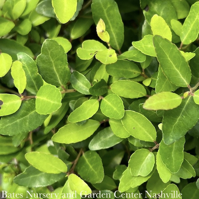  #2 Ilex Vom Stoke's Dwarf/ Yaupon Holly (male) Native (TN)