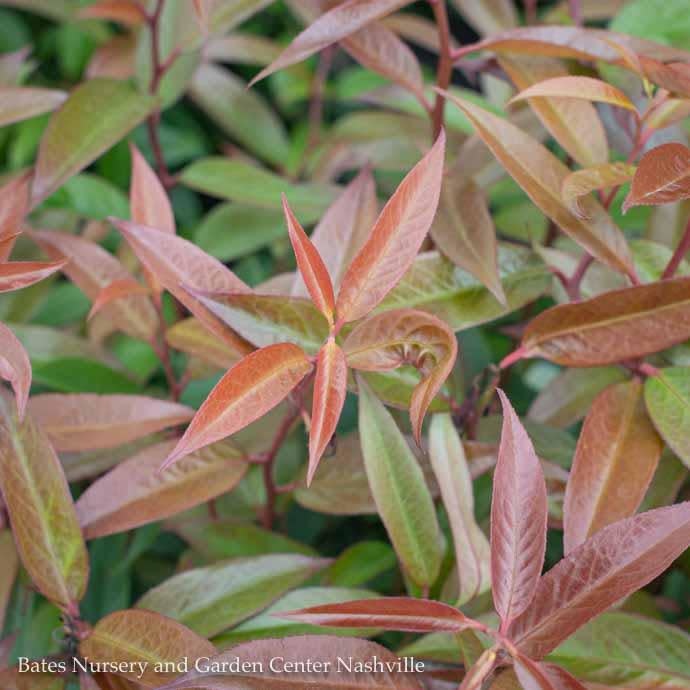  #2 Leucothoe Axil ReJoyce/ CoastalNative (R)