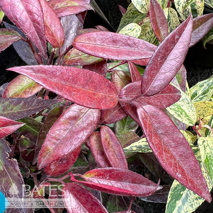  #2 Leucothoe Axillaris/ CoastalNative (R)