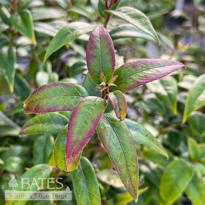  #2 Leucothoe Axillaris/ CoastalNative (R)