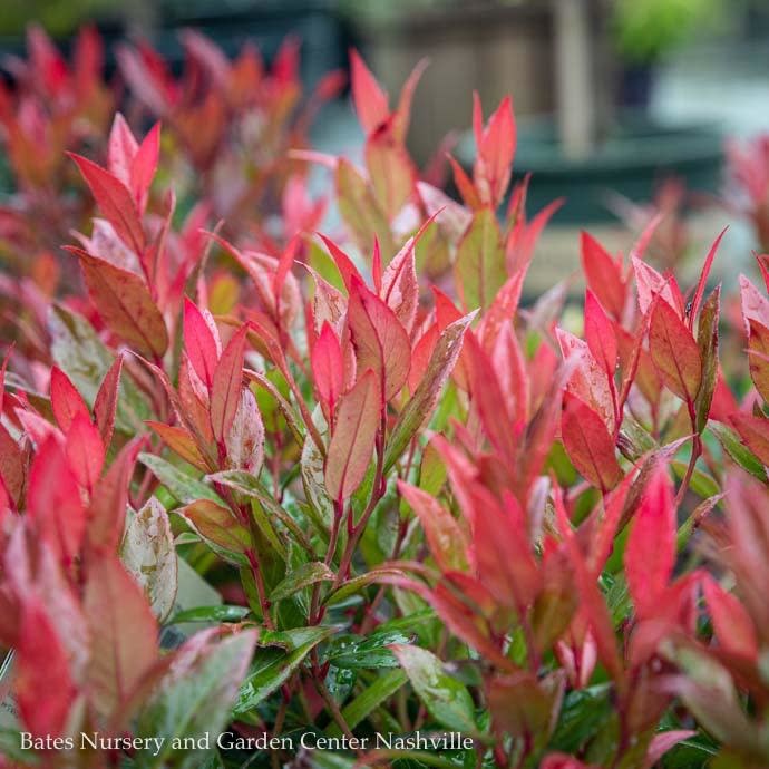  #2 Leucothoe Fontanesiana Leafscapes 'Little Flames'/Compact Native (TN)