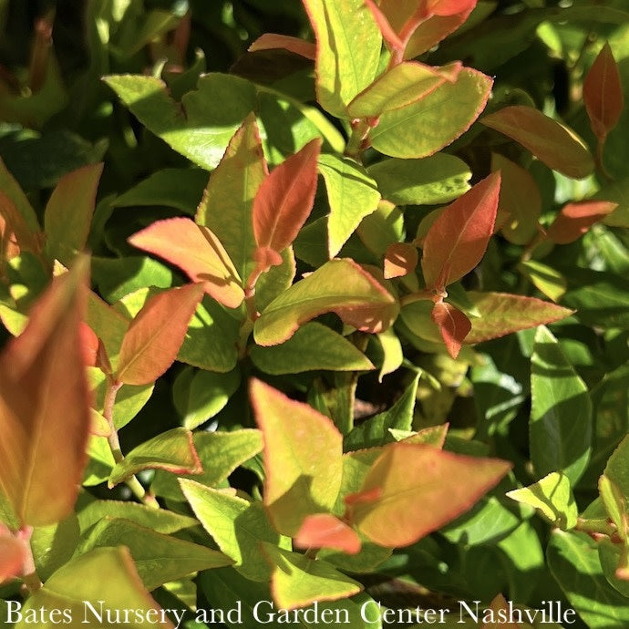  #2 Leucothoe Fontanesiana Leafscapes 'Little Flames'/Compact Native (TN)