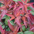  #2 Leucothoe Fontanesiana Scarletta/ Drooping Native (TN)