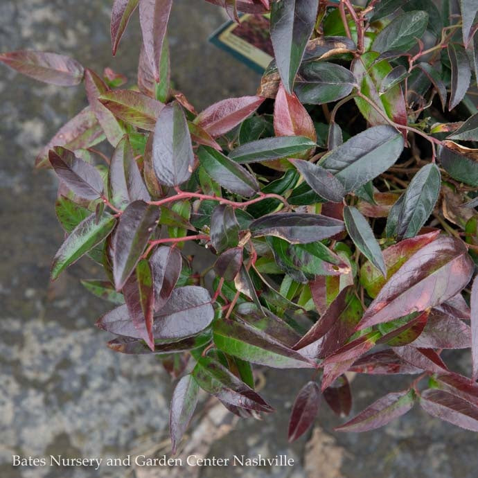  #2 Leucothoe Fontanesiana Scarletta/ Drooping Native (TN)