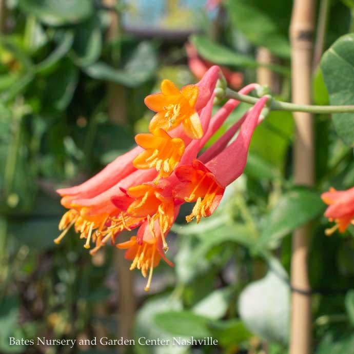  #2 Lonicera Semp Major Wheeler/ Red Coral Honeysuckle Native (TN)