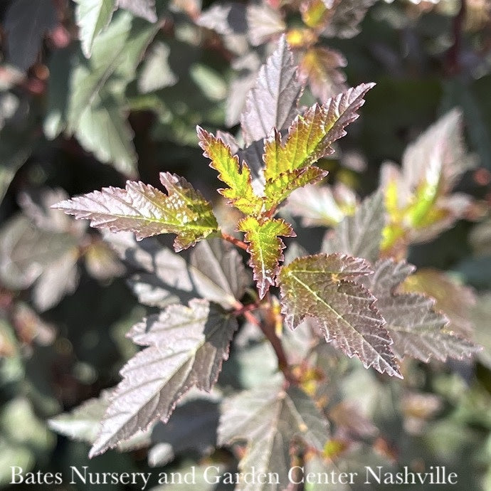  #2 Physocarpus Opulifolius Little Joker/ Dwarf Ninebark Native (TN)