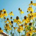  #2 Rudbeckia Lacin Autumn Sun/ Cutleaf Coneflower Native (TN)