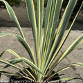  #2 Yucca Fil Bright Edge/ Variegated Native (TN)