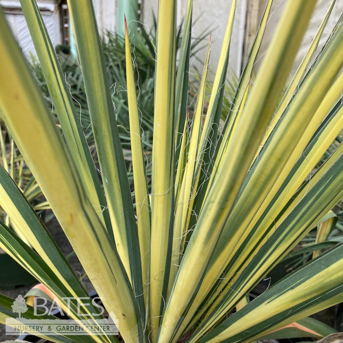  #2 Yucca Fil Color Guard/ Variegated Yellow Native (TN)