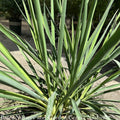  #2 Yucca Fil Ivory Towers Native (TN)