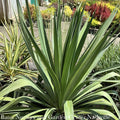  #2 Yucca Recurvifolia Pendula/ Soft Leaf Native (R)