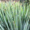  #2 Yucca Rostrata Sapphire Skies/ Beaked Blue