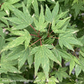  #20 Acer Pal Ryugu/ Dwarf Upright Green Japanese Maple