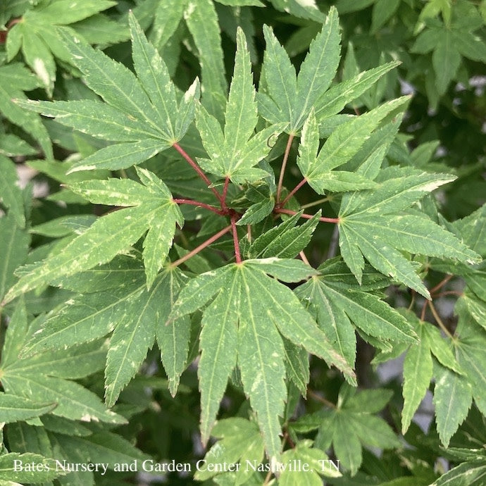  #20 Acer Pal Ryugu/ Dwarf Upright Green Japanese Maple