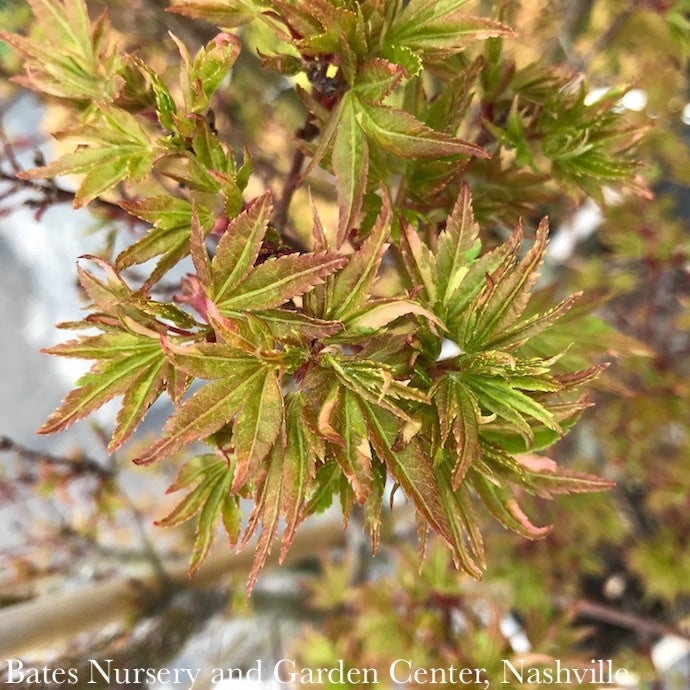 #20 Acer Pal Ryugu/ Dwarf Upright Green Japanese Maple