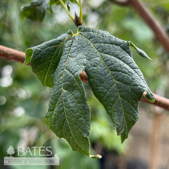  #25 Acer Sacc Flashfire/ Sugar Maple Female Native (TN)
