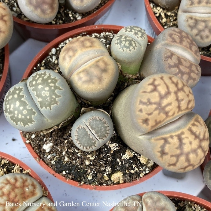  2.5p! Lithops /Living Stone Succulent /Tropical