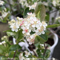  #2s Aronia Melano PW Low Scape 'Mound'/ Black Chokeberry Native (TN)