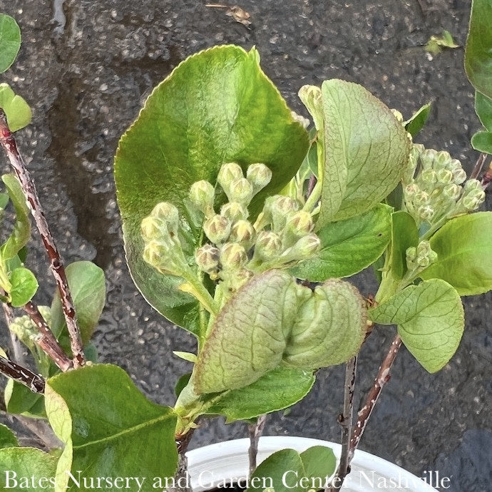  #2s Aronia Melano PW Low Scape 'Mound'/ Black Chokeberry Native (TN)