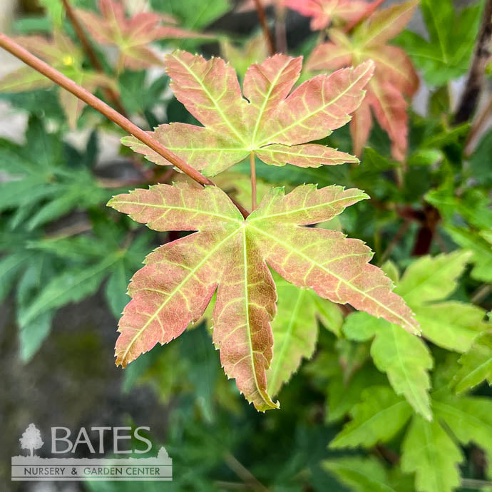  #3 Acer Pal Gold Digger/ Yellow Coral Bark JapaneseMaple