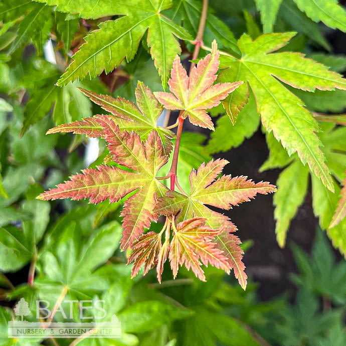  #3 Acer Pal Gold Digger/ Yellow Coral Bark JapaneseMaple