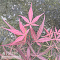  #3 Acer Pal Hubb's Red Willow/ Upright Red Japanese Maple