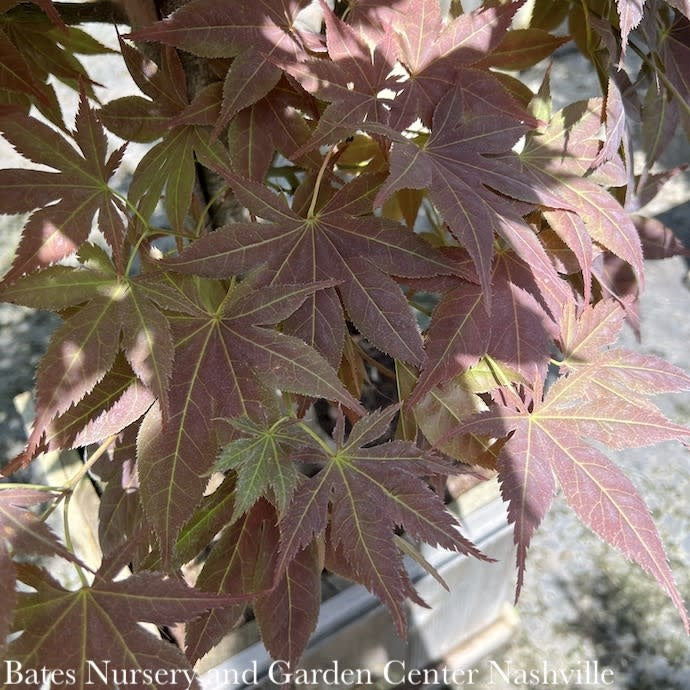  #3 Acer Pal Iijima Sunago/ Upright Red-Orange Japanese Maple