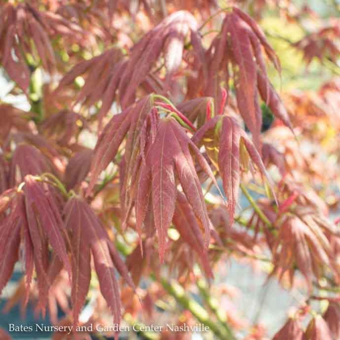  #3 Acer Pal Iijima Sunago/ Upright Red-Orange Japanese Maple