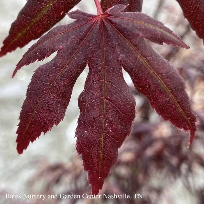  #3 Acer Pal Peve Starfish/ Upright Red Japanese Maple