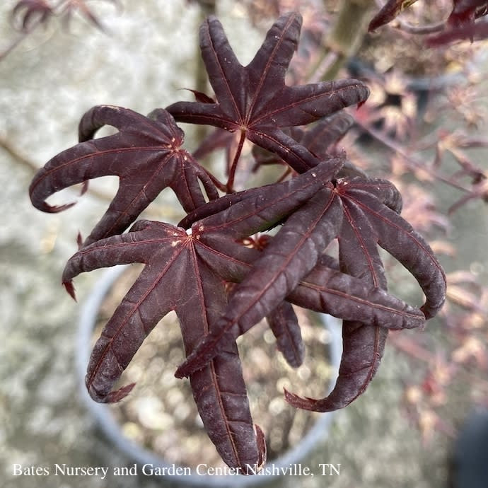  #3 Acer Pal Peve Starfish/ Upright Red Japanese Maple