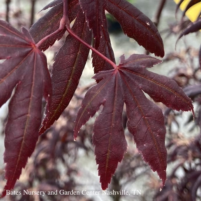  #3 Acer Pal Peve Starfish/ Upright Red Japanese Maple