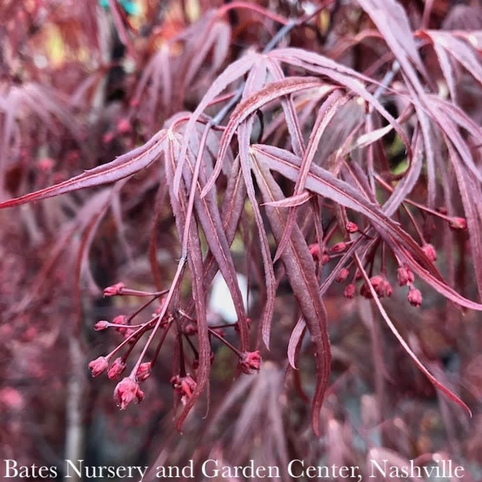  #3 Acer Pal Pung Kil/ Red Upright Threadleaf Japanese Maple